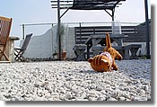 DSC04897.JPG